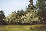 Pommiers du gîte en fleurs