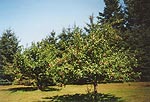 Pommiers du gîte et ses fruits